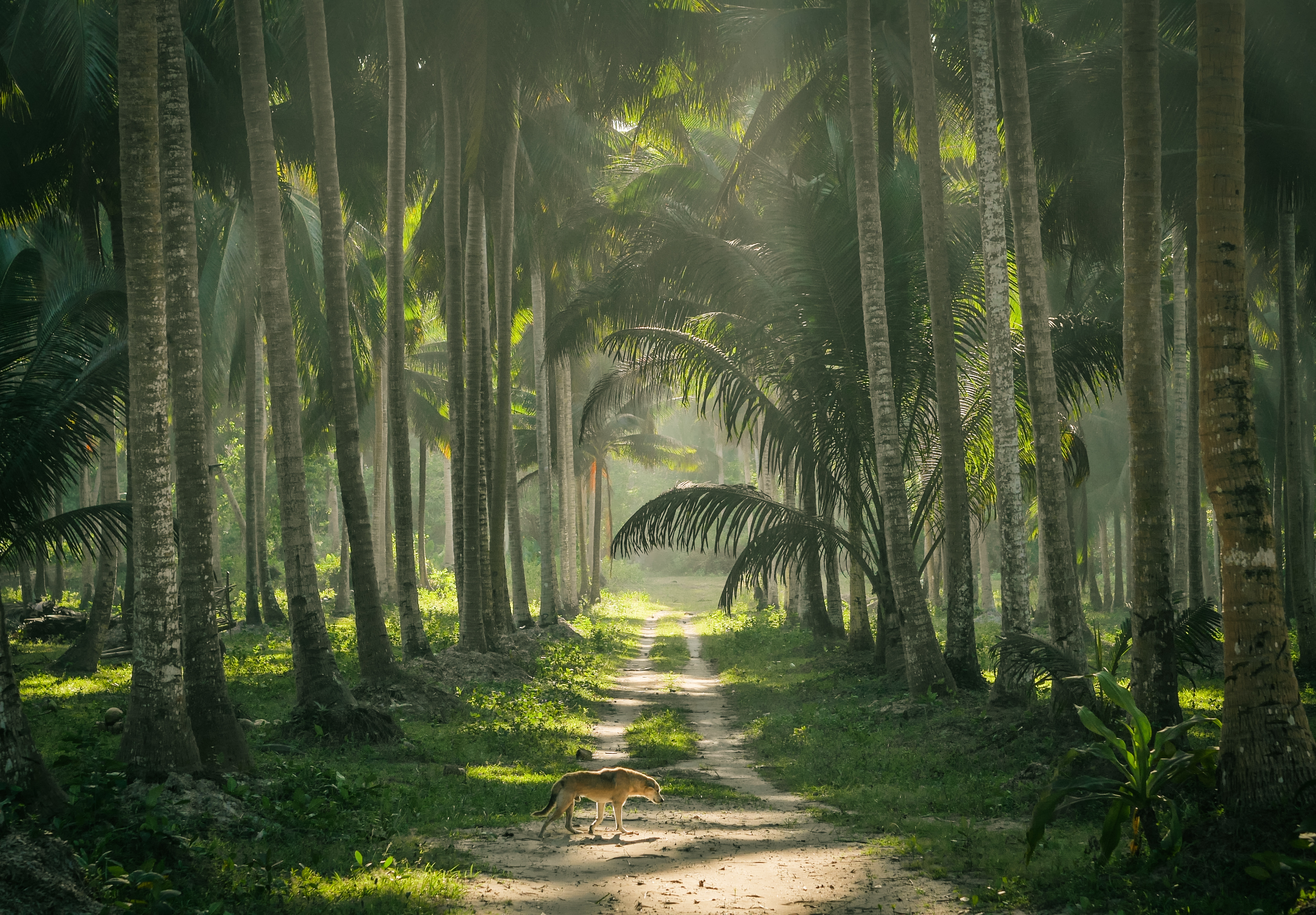 Тропические леса Филиппин