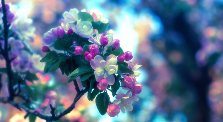 Яблоня в цветении, весна