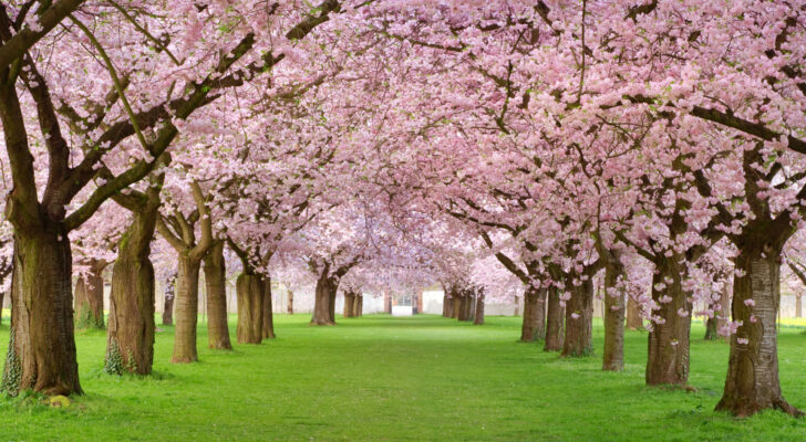 Весна, деревья, парк