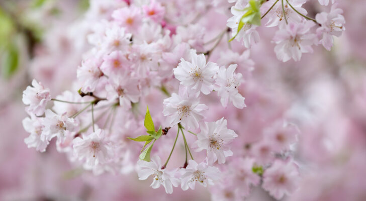 Сакура, вишня, цветы