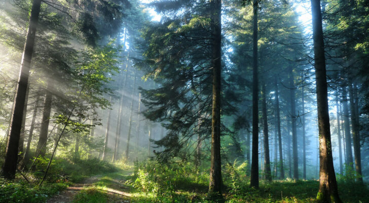 Утро в лесу, природа