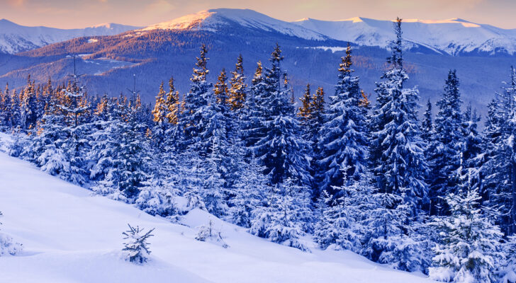 Зимний лес , природа, пейзаж