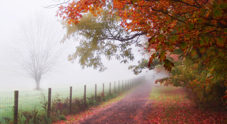 Осеннийпарк в тумане, природа