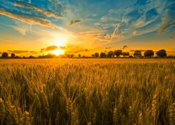 Поле пшеницы, природа