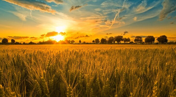 Поле пшеницы, природа