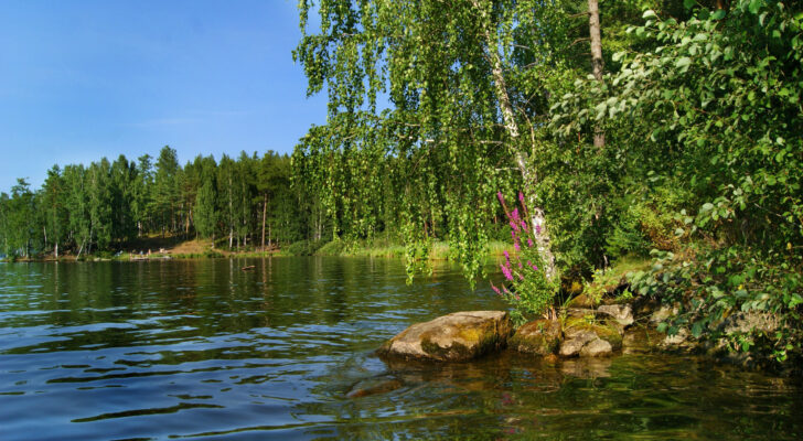 Озеро, природа, деревья