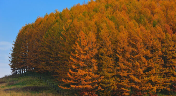 Лес, деревья, осень