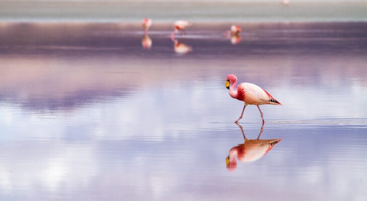 flamingo-zf-5120×2880