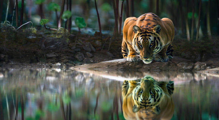 Тигр у водопоя