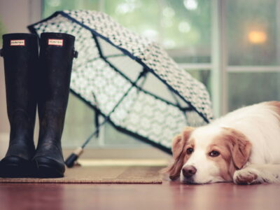Собака, прогулка, дождливая погода