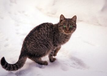 Кот Борис на снегу, кот, снег