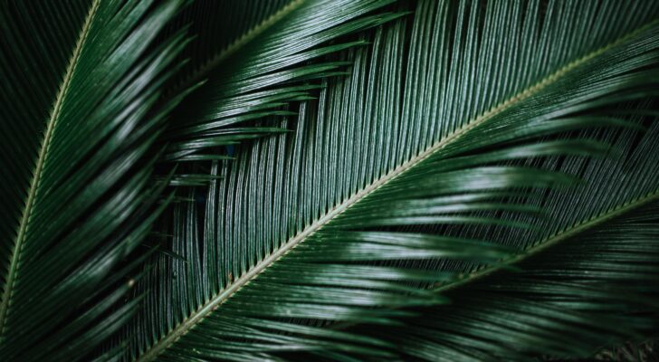 Пальма, листья, тропики темные