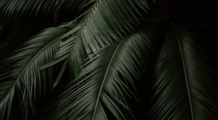 Листья пальмы, тропики, джунгли, темные