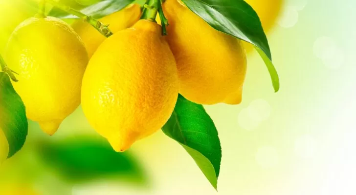 Лимоны, цитрусовые, ветка