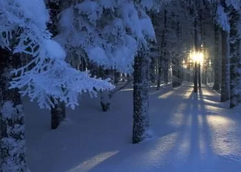 Ночной зимний лес, природа