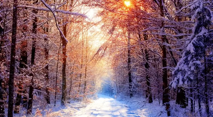 Лес, природа, зима