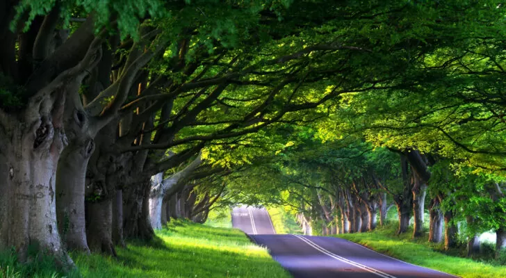 Дорога, природа, деревья