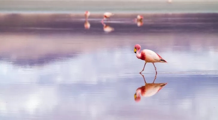 flamingo-zf-5120×2880