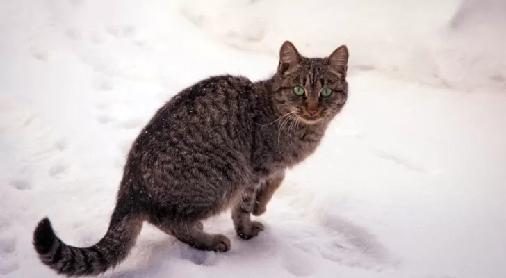 Кот Борис на снегу, кот, снег