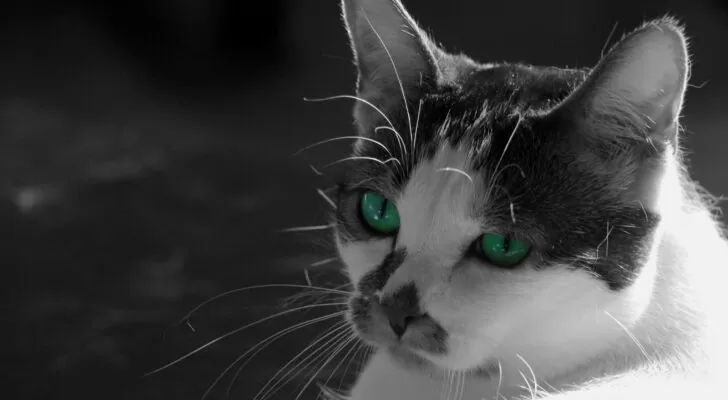 Кот с зелеными глазами, черно-белое фото