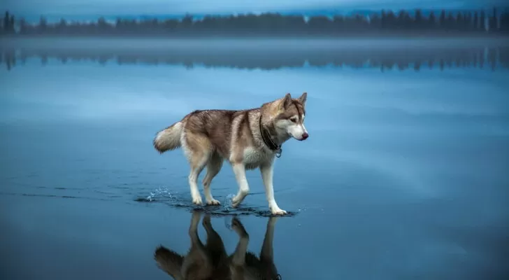 Собака, лайка, берег озера