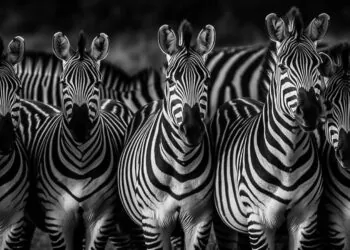нейросеть • зебры • черно-белое • ИИ-арт • животные