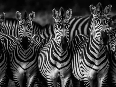 нейросеть • зебры • черно-белое • ИИ-арт • животные